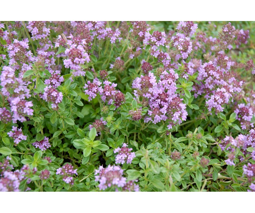 Reiter Creeping Thyme